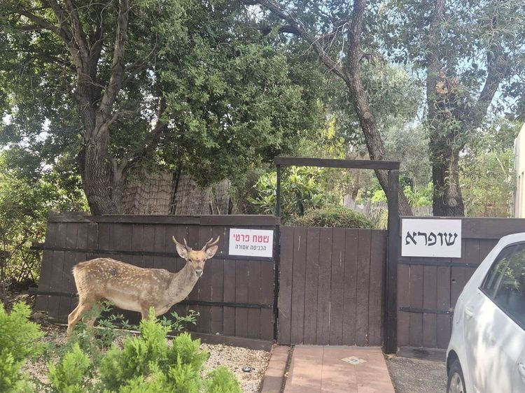וילת אירוח+2 צימרים כולל יחידת מגורים